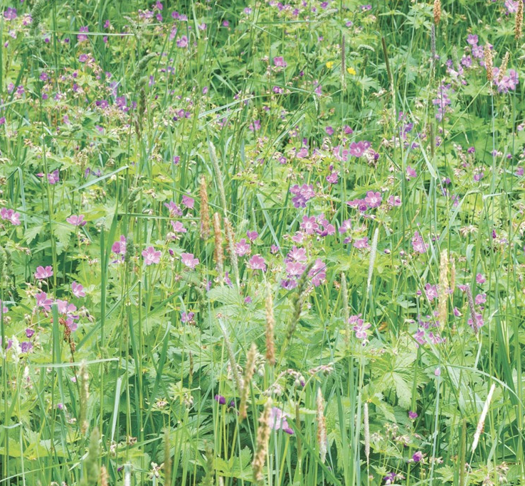 Screenshot 2021-07-07 at 13.00.08 woodland shade meadow mat turf