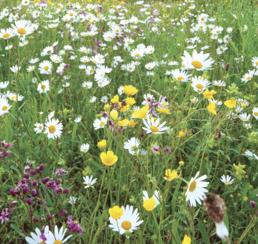 traditional meadow mix
